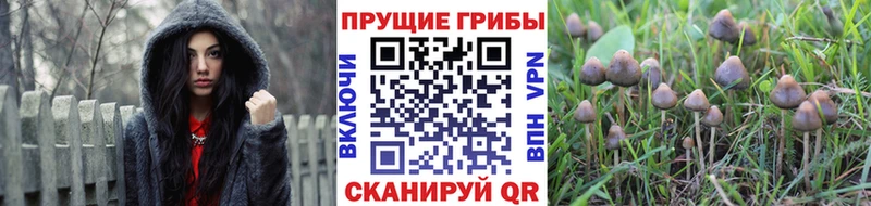 Псилоцибиновые грибы MAGIC MUSHROOMS как найти закладки Торопец